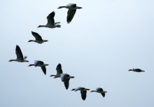 trekvogels