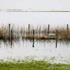 IJssel