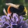 bijen