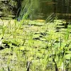 wandelen