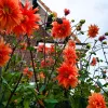 worp